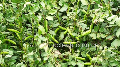 蚕豆植株与新鲜豆荚特写