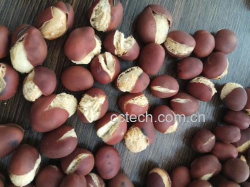 不同烹饪方式下的蚕豆菜品