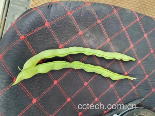 青毛豆盐渍罐装