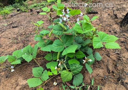 野大豆植株特写