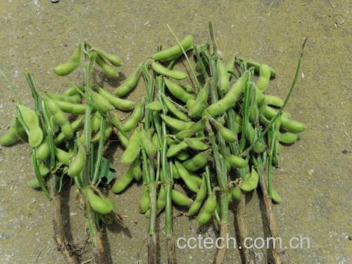 毛豆新鲜采摘特写