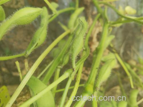 野生毛豆植株特写