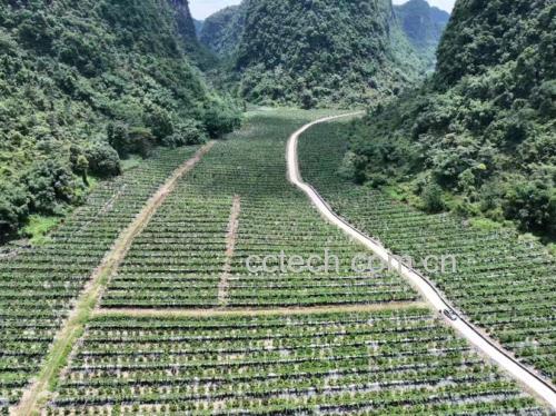 八角种植园实景图