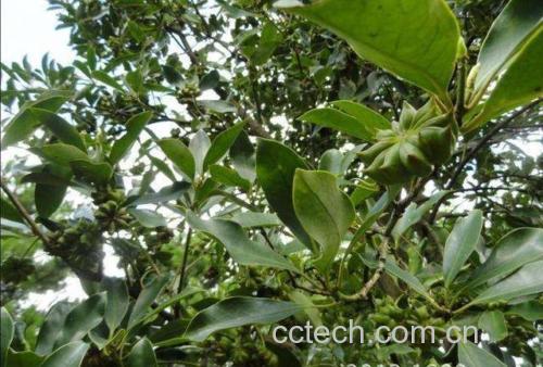 八角的植物形态与果实特写