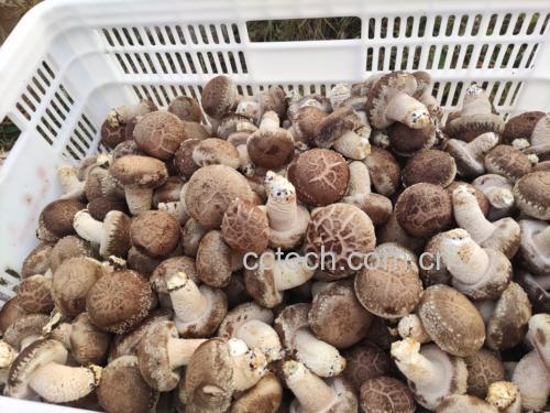 干香菇煲排骨汤成品图