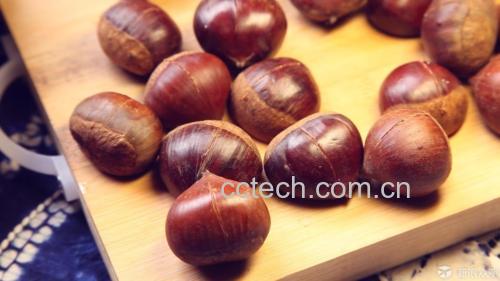 新鲜栗子表面划十字口特写