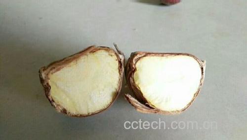 新鲜栗子切面图