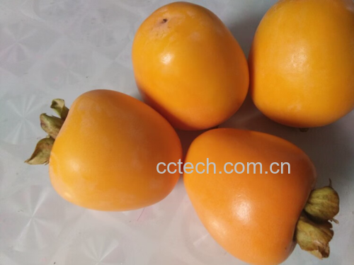 牛心柿子特写