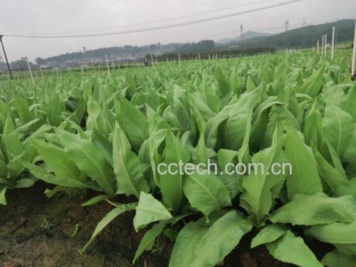 油麦菜种植基地实景图