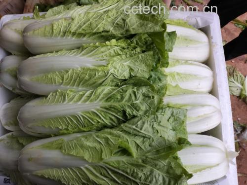 油麦菜实物图