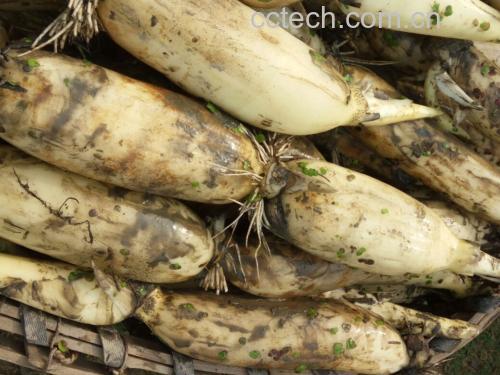 菜市场摊位上摆放不同种类莲藕供顾客挑选