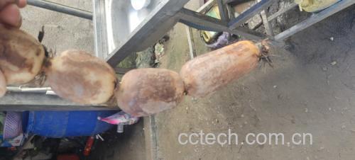 莲藕横切面展示内部孔洞结构