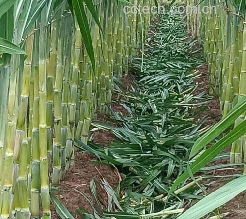 甘蔗田种植实景图