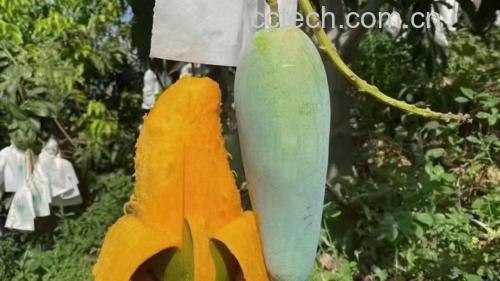 不同成熟度芒果对比图
