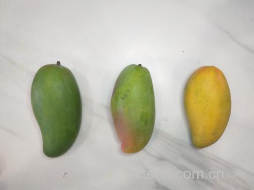 芒果不同成熟阶段对比图