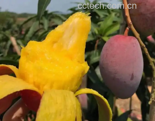 芒果不同品种对比图