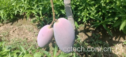 女性正在享用新鲜芒果