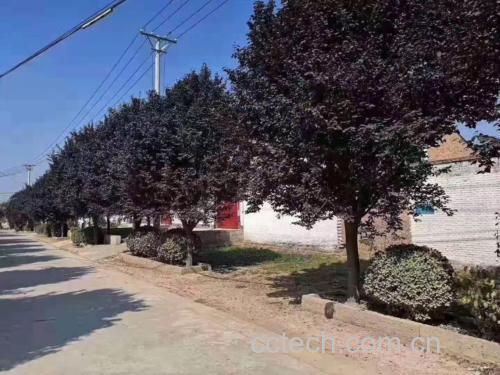 绿化带中的杧果树全景