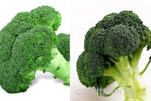 显微镜下西兰花细胞结构与胡萝卜切片的营养成分分布模拟图,标注维生素C、β-胡萝卜素、膳食纤维位置
