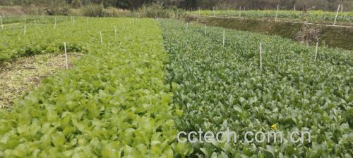 尖叶菠菜与圆叶菠菜对比图
