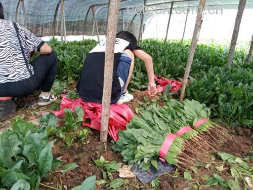 农田中农民采摘应季尖叶菠菜的实景照片