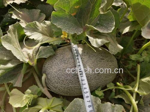 哈密瓜三维尺寸测量示意图