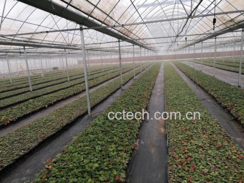 奶油草莓果园种植场景