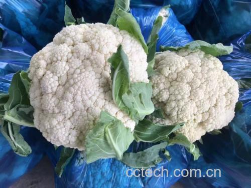 菠菜与松花蛋选购对比图