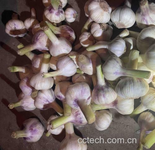 蒜苔和豇豆的清洗与切配过程