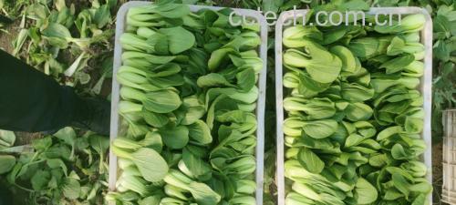 芹菜与鸡蛋食材图