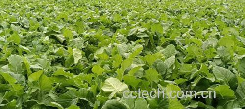 现代化蔬菜种植基地中的白萝卜田间生长情况