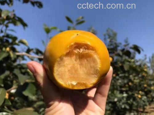 橙子中毒症状图示