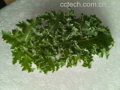羽衣甘蓝植株特写