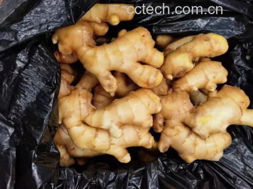 桂枝生姜泻心汤药材图