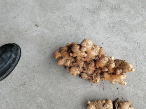 生姜切片与水汽蒸腾