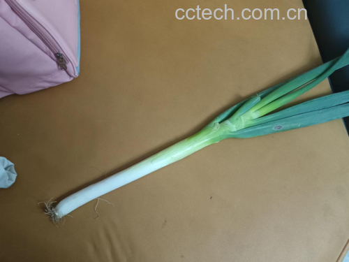 大葱特写镜头，展示葱白与葱绿交界处的质地细节，表面有细微水珠，背景虚化的厨房环境中可见砧板和刀具