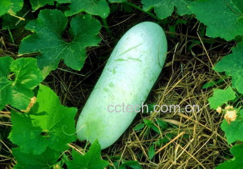冬瓜面膜成品图
