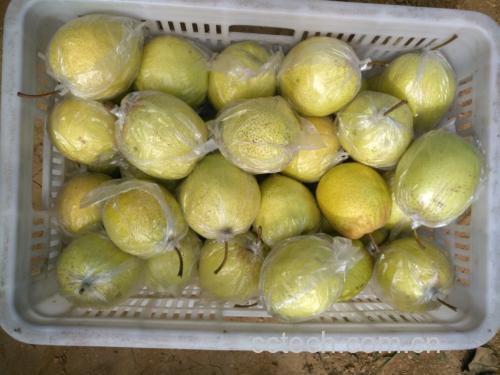 市场中摆放整齐的雪花梨礼盒与散装果品对比图