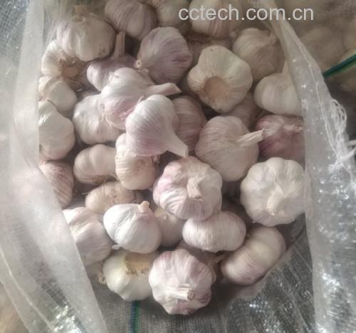 水白菜烹饪图
