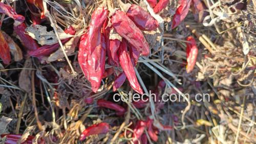 鲜红辣椒干制保存过程展示