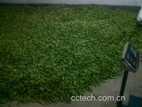 豌豆称重与粒数对照图