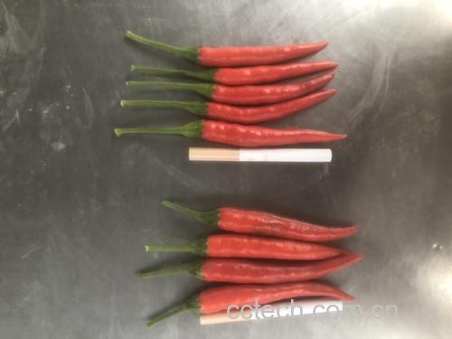 小米椒入菜特写