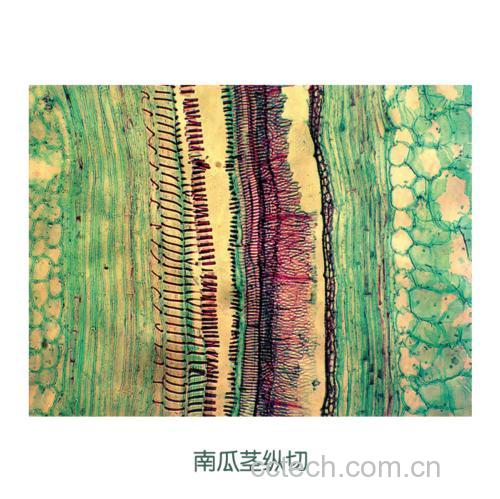 马铃薯块茎横切面显微结构示意图