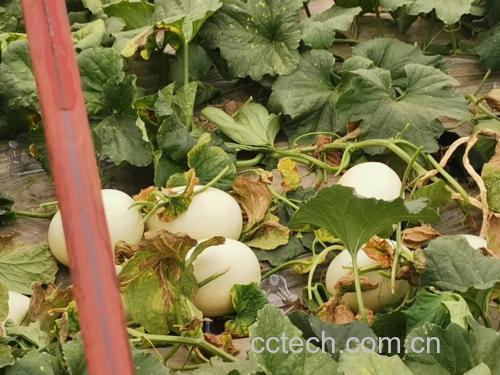 玉菇甜瓜采摘场景