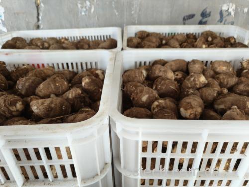 毛芋头与白萝卜在菜市场的图片