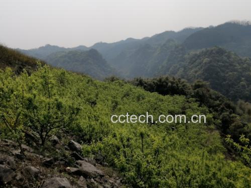 蜂糖李果园实景