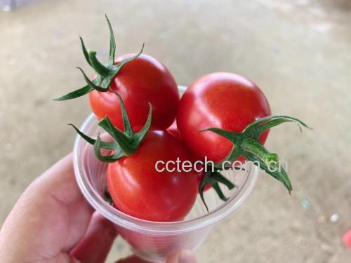 千禧圣女果V型去籽及填充示范