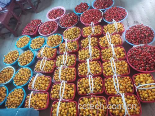 千禧圣女果多种切法对比展示图