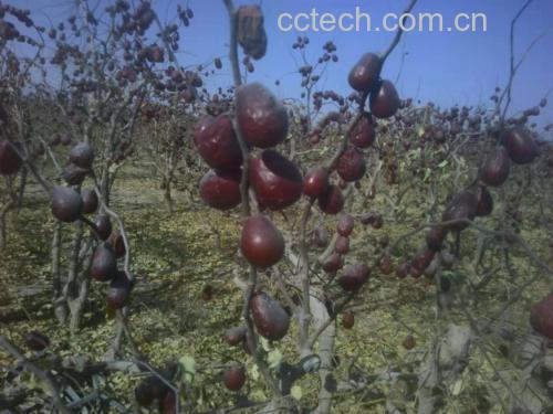 一品玉和田枣的产地环境