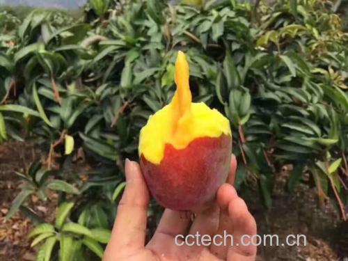 贵妃芒去皮取肉过程